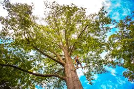 How Our Tree Care Process Works  in  Mansfield, OH