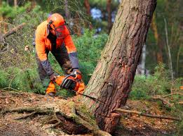 Best Commercial Tree Services  in Mansfield, OH