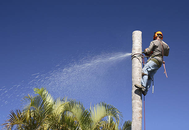 Best Arborist Consultation Services  in Mansfield, OH