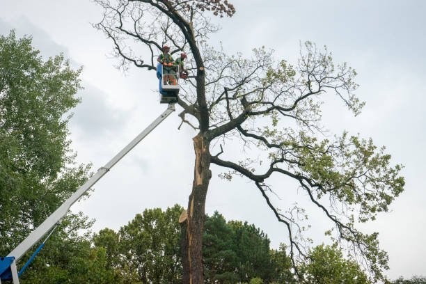 Best Tree Cabling and Bracing  in Mansfield, OH