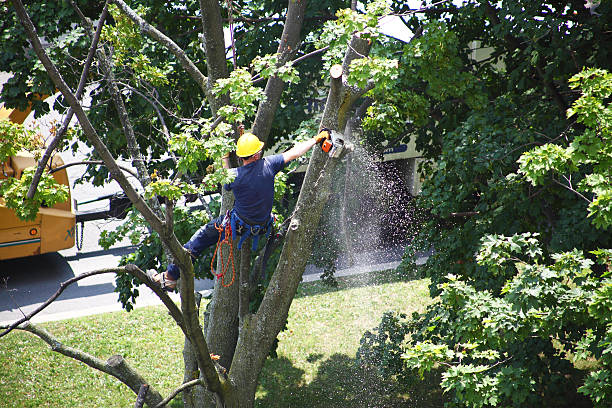 Best Root Management and Removal  in Mansfield, OH