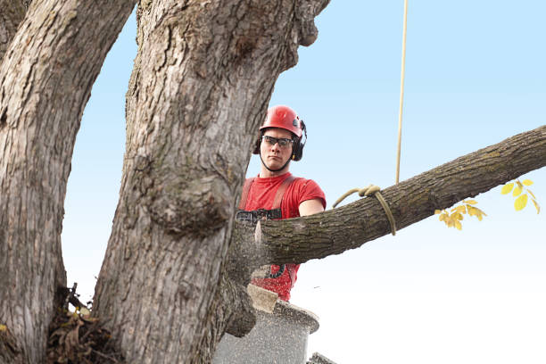 Best Stump Grinding and Removal  in Mansfield, OH