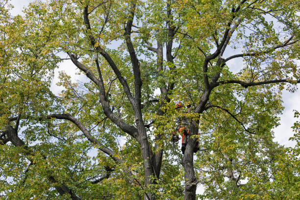 Reliable Mansfield, OH Tree Services Solutions